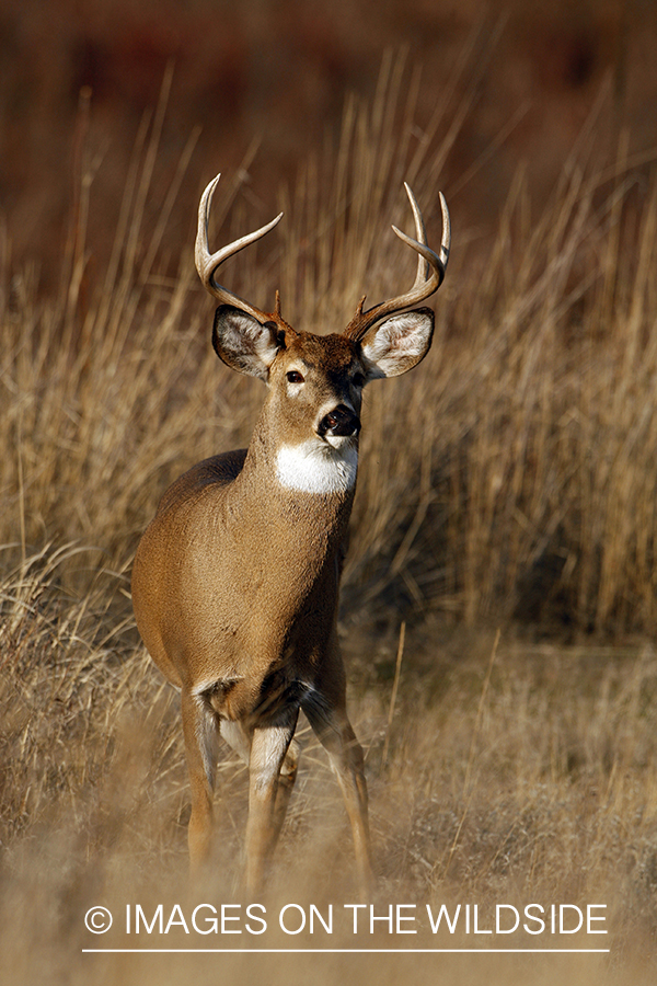 Whitetail Buck