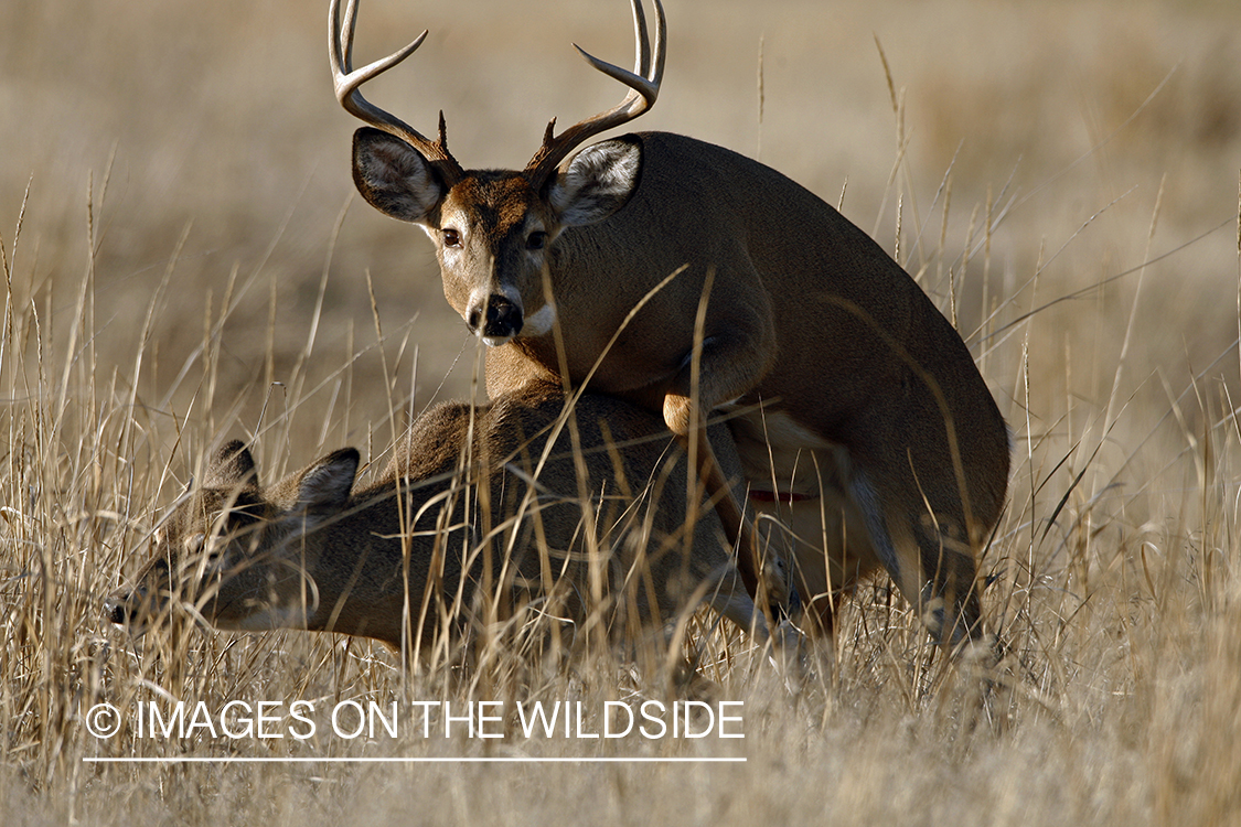 Whitetail deer mating