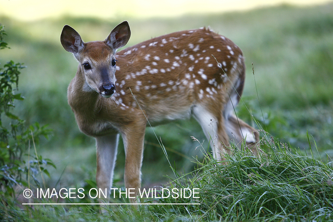 Whitetail fawn in habitat