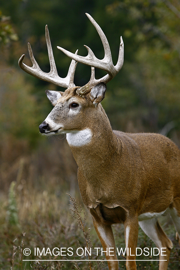 Whitetail buck in habitat