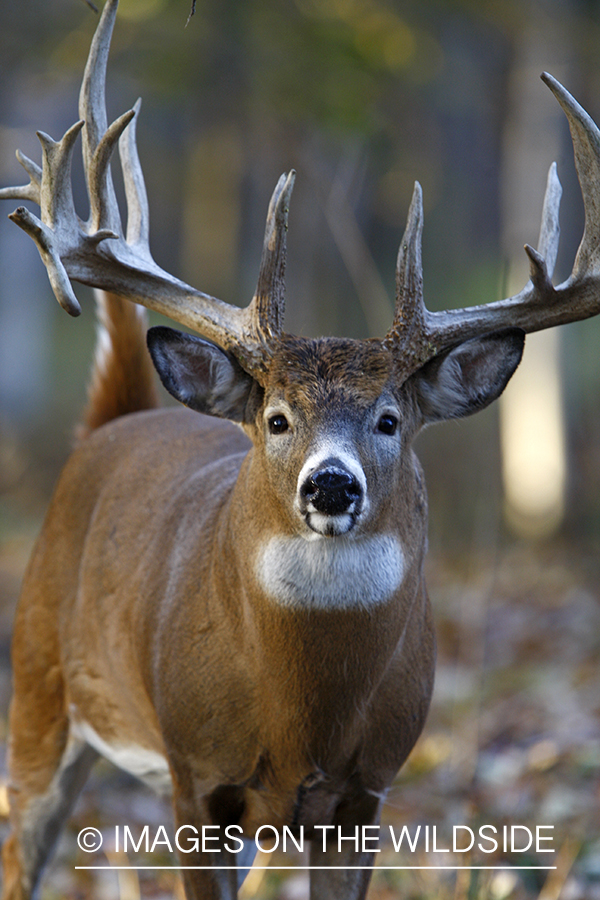 Whitetail buck in habitat