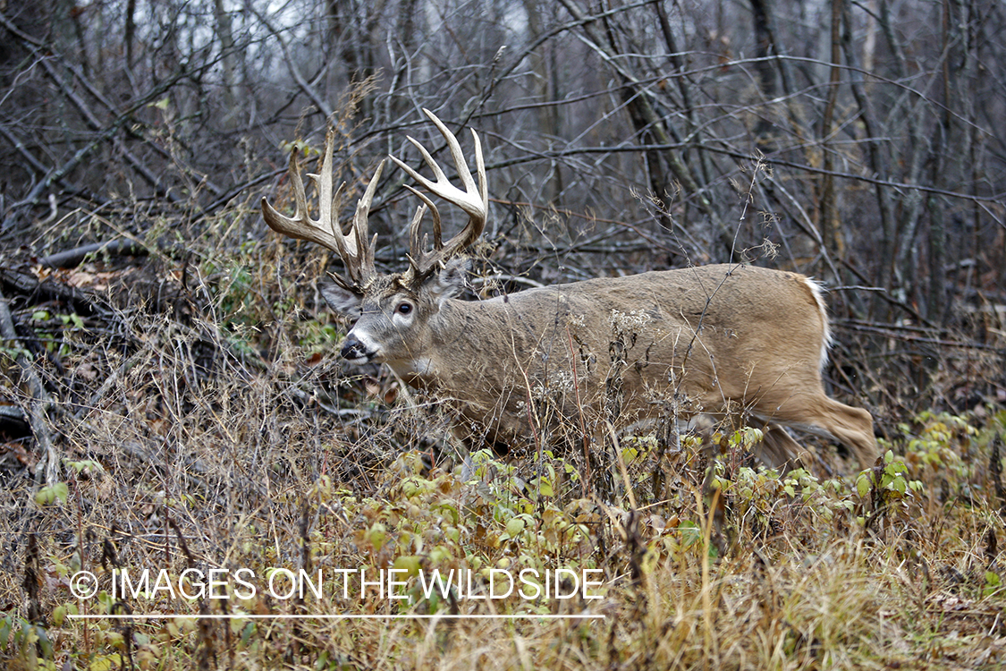 Whitetail buck in habitat