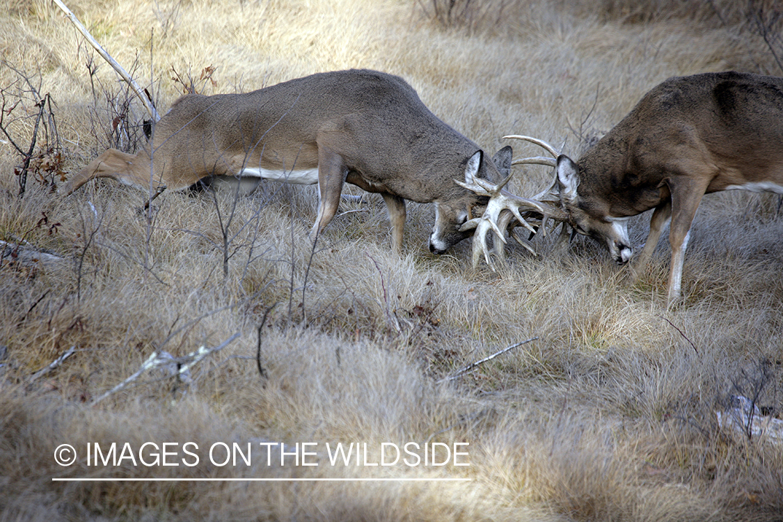 Whitetail bucks fighting