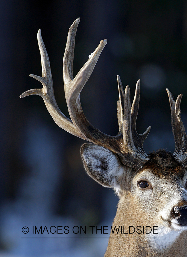 White-tailed buck in habitat.