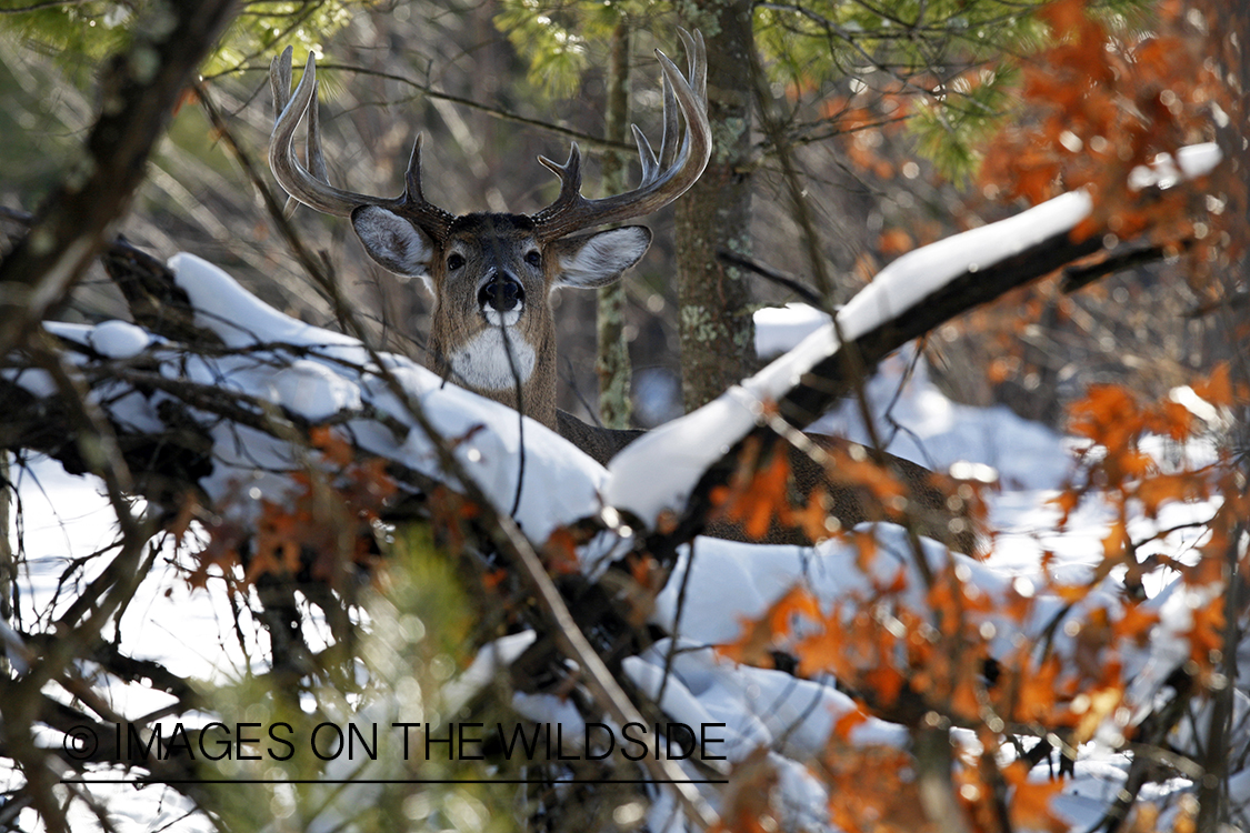 White-tailed buck in habitat.