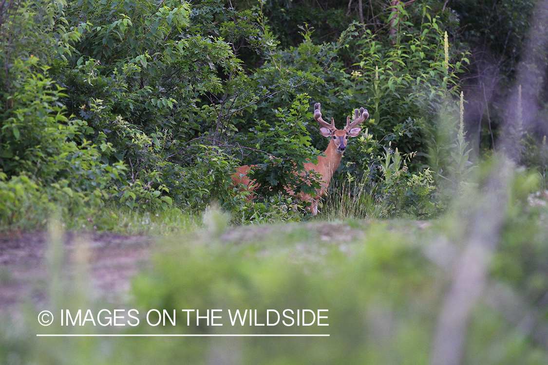 Whie-tailed deer apple creek