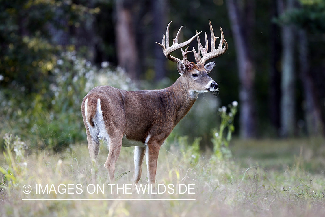 White-tailed buck in habitat