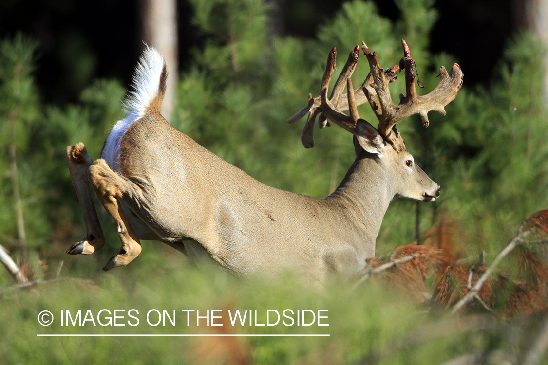 White-tailed buck in velvet 