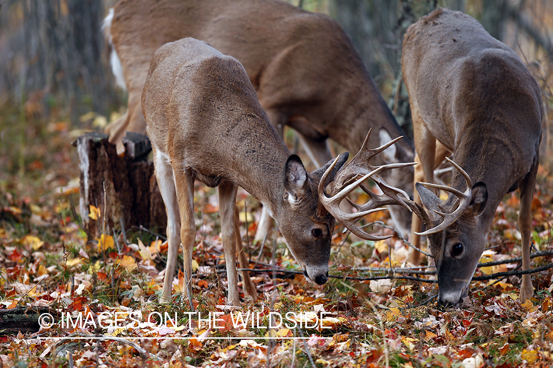 White-tailed bucks in habitat. *