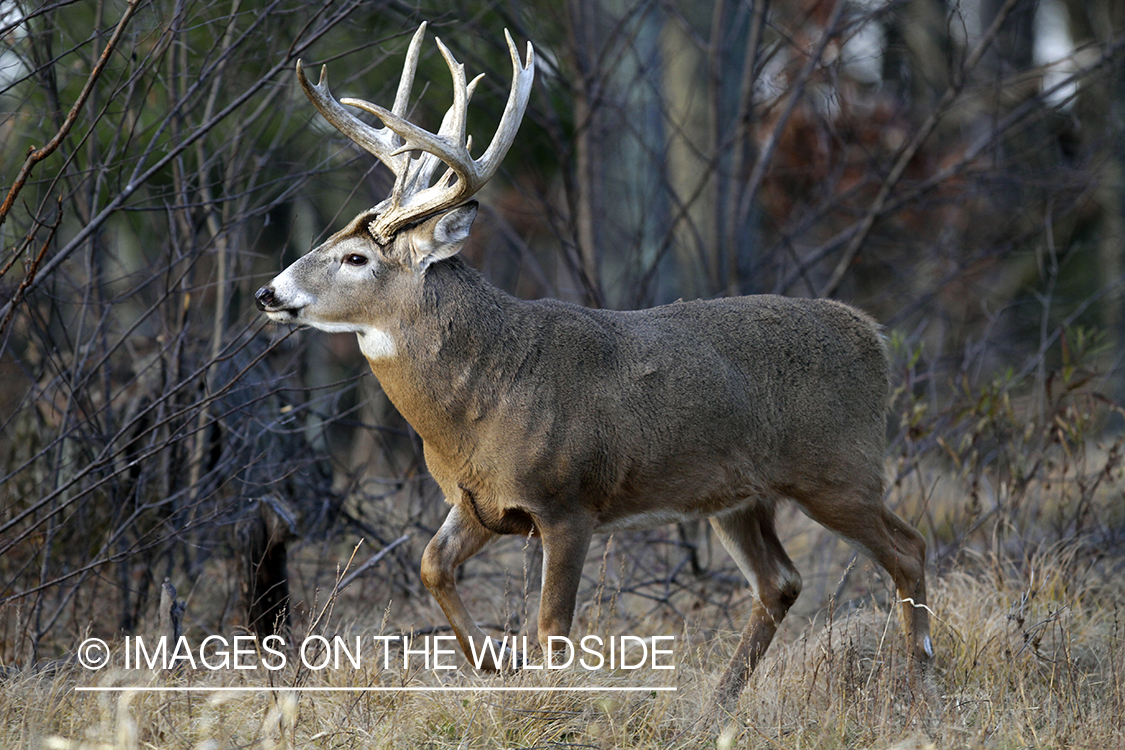 White-tailed buck in habitat. *