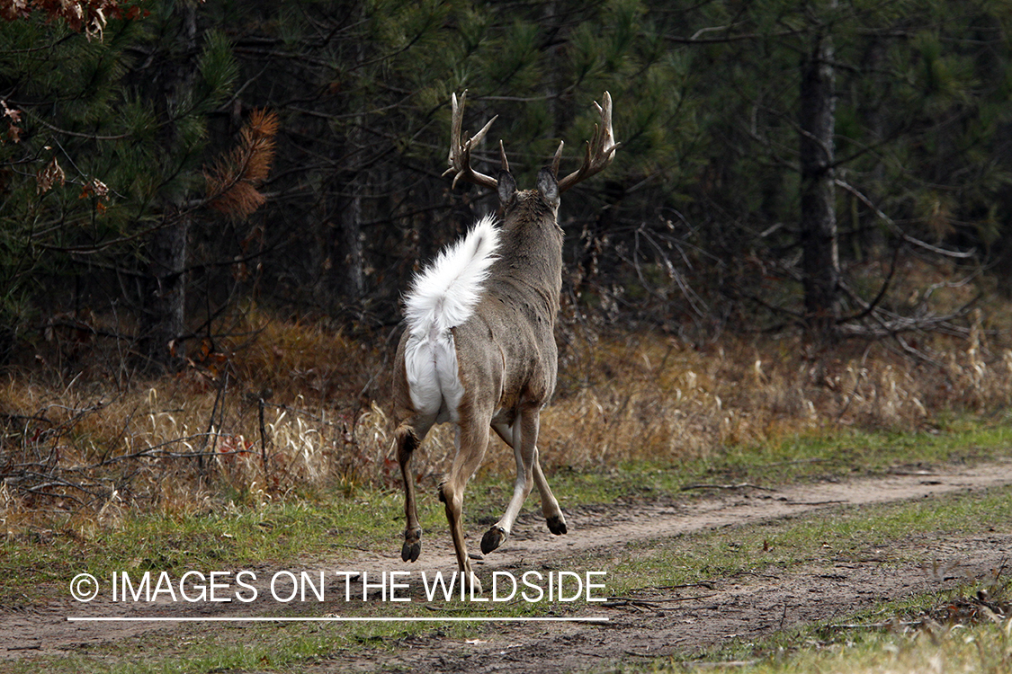 White-tailed deer fleeing. 