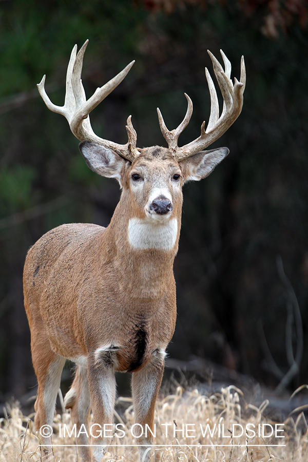 White-tailed buck in habitat. 