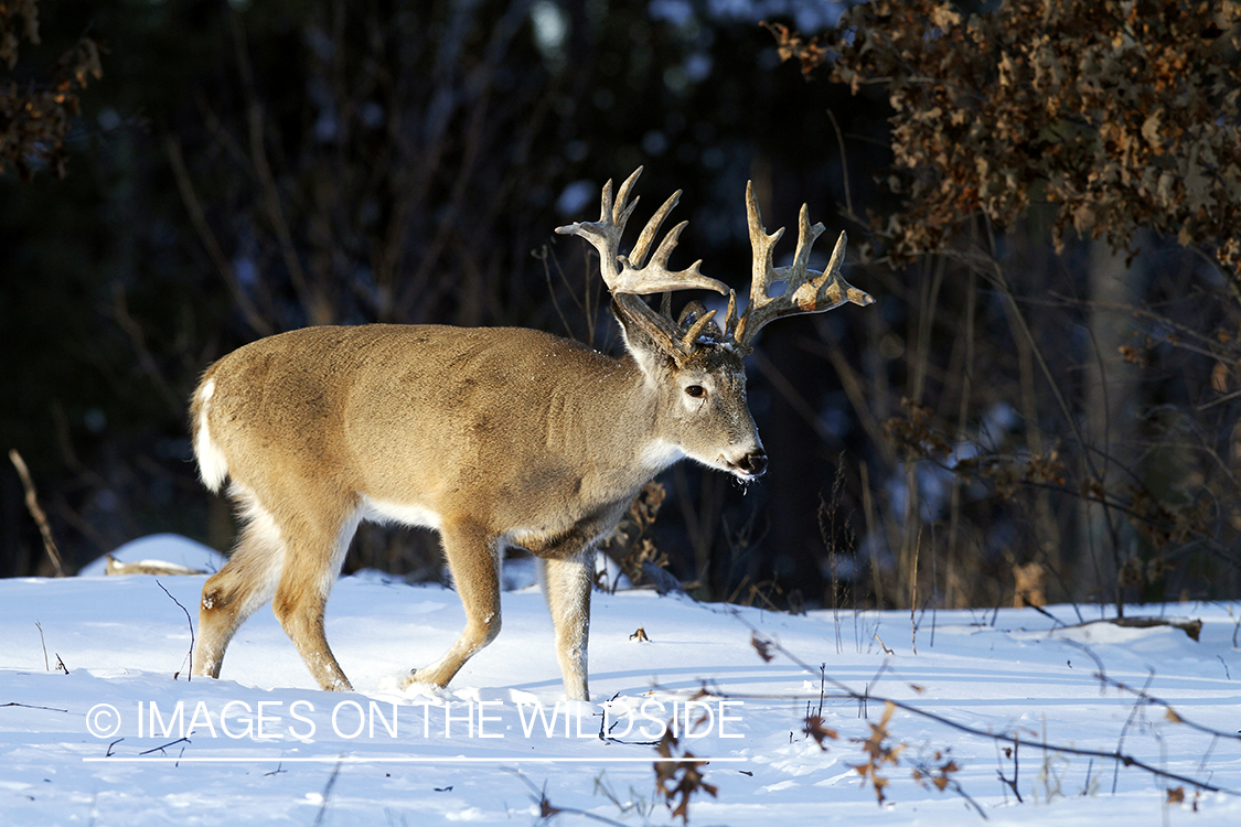 White-tailed buck in habitat. *