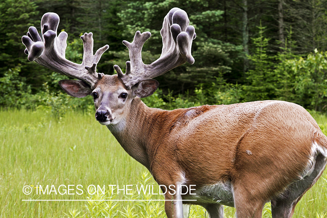 White-tailed buck in summer habitat *