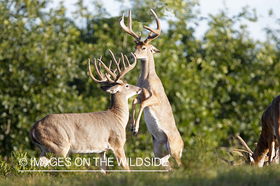 White-tailed bucks fighting. 