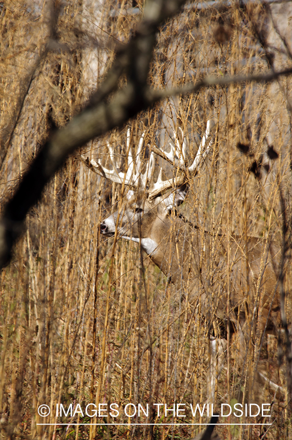 White-tailed buck in habitat. 