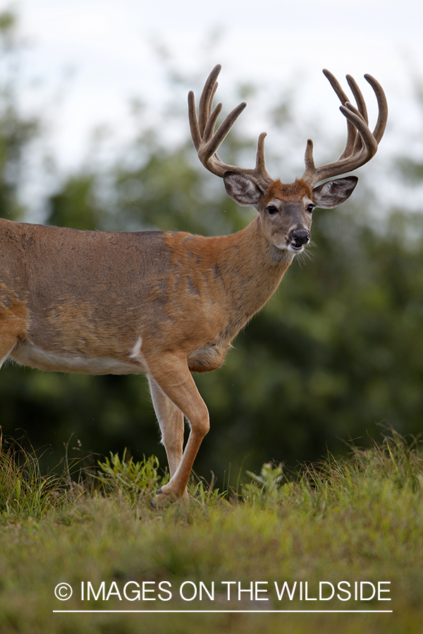 White-tailed buck in velvet.  