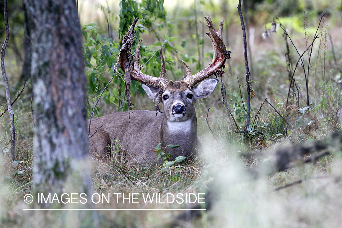 White-tailed buck shedding velvet.  