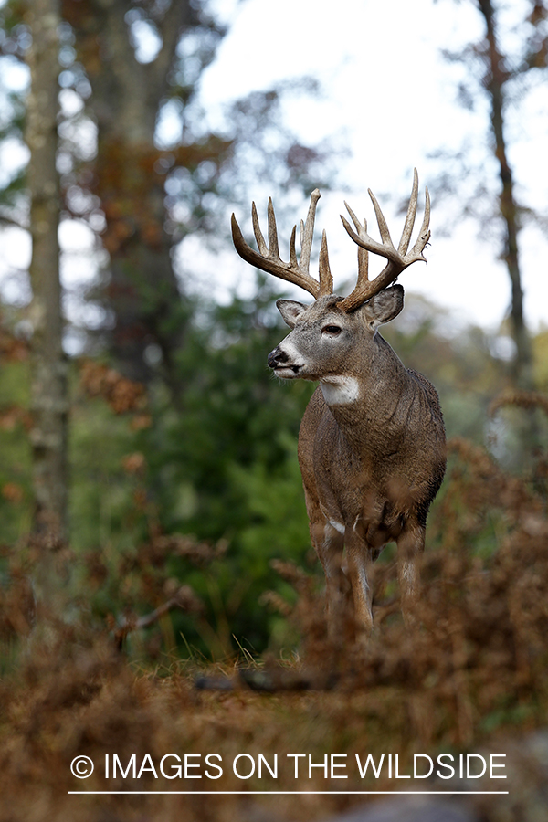 White-tailed buck in habitat. 