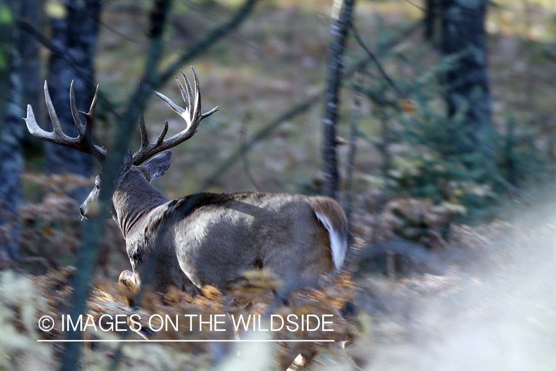 White-tailed buck in habitat. 