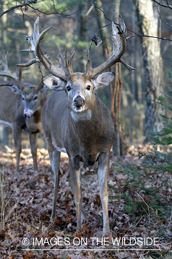 White-tailed bucks in habitat.  