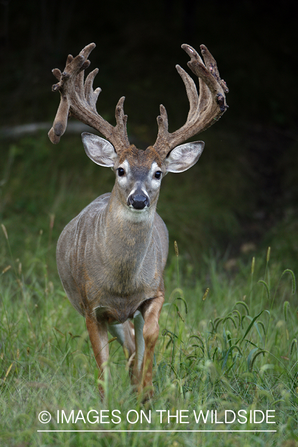 White-tailed buck in habitat.