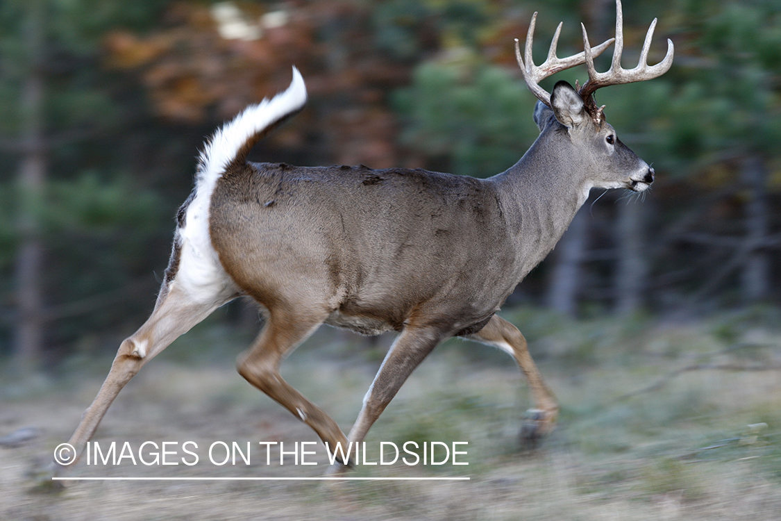 White-tailed buck in running.