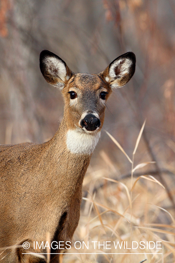 White-tailed doe in habitat.