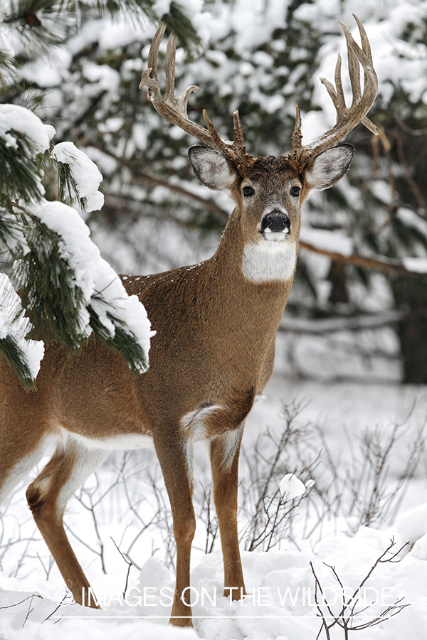 White-tailed buck in winter habitat.