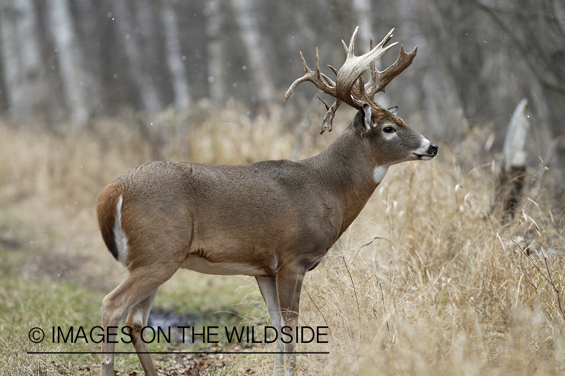 White-tailed buck in habitat.