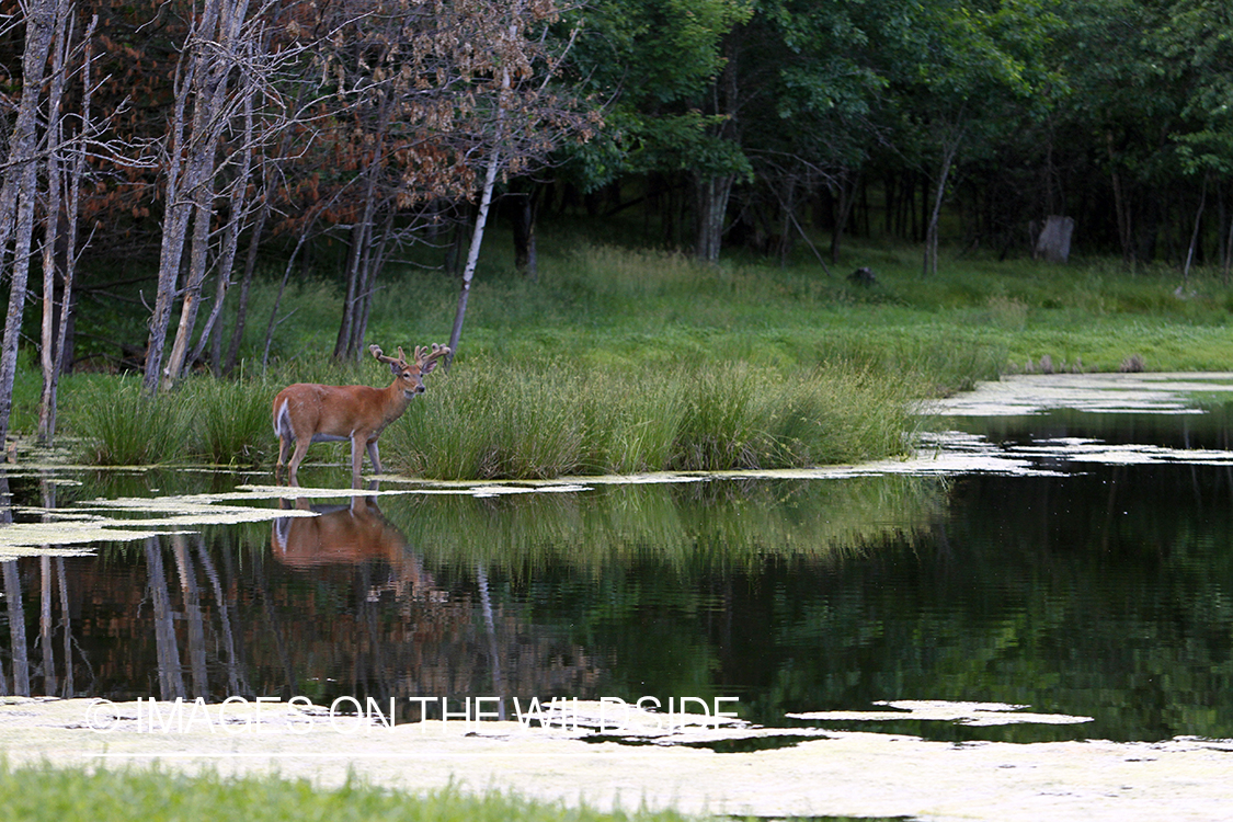 White-tailed buck with reflection in habitat.