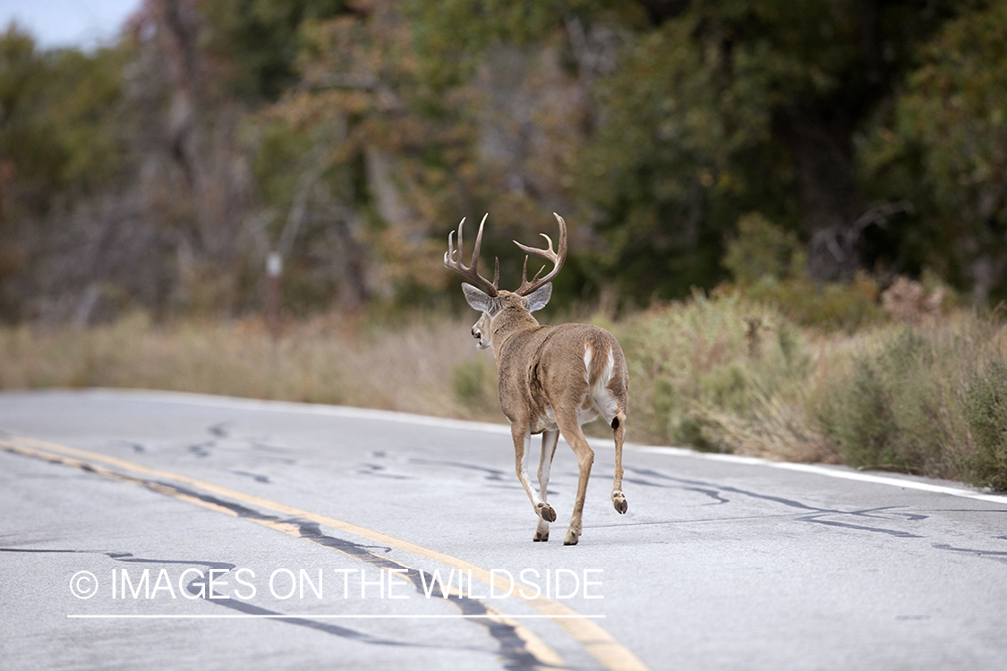 White-tailed buck walking in middle of road. 
