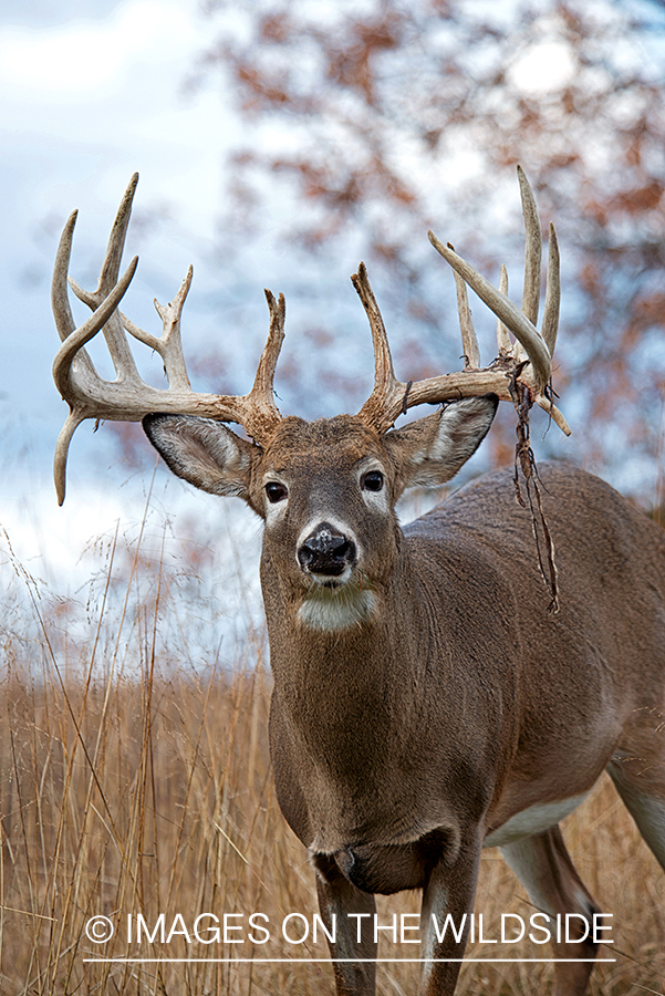 White-tailed buck losing velvet.