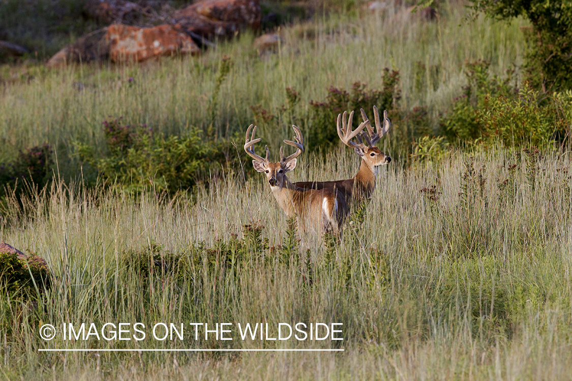 White-tailed bucks in velvet.