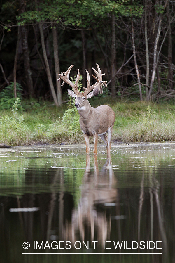 White-tailed buck with reflection.