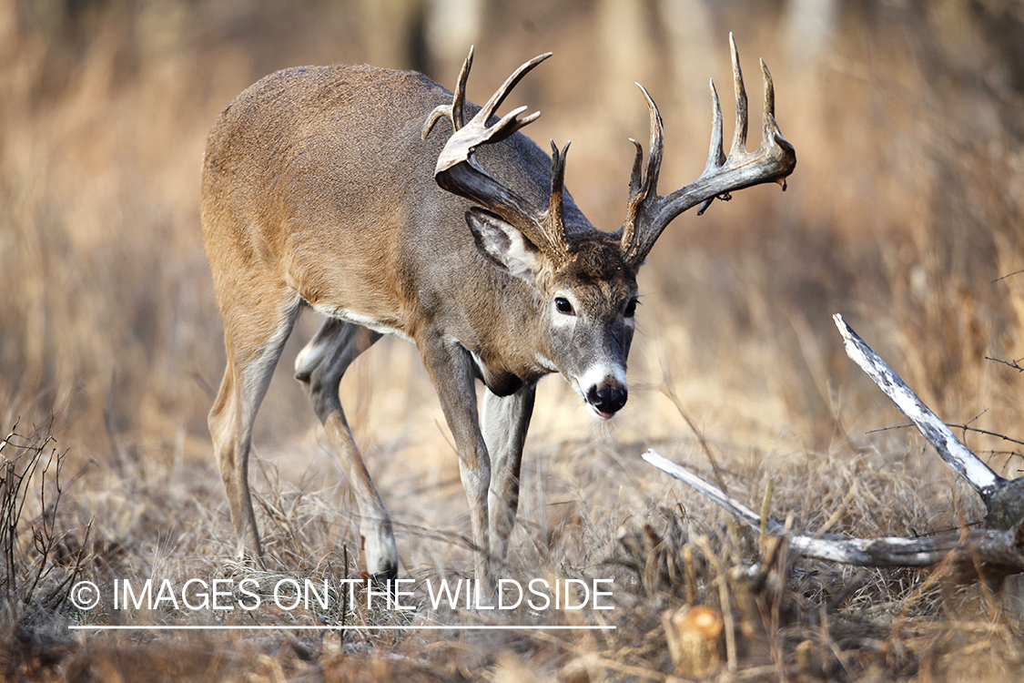 White-tailed buck following doe trail during the rut.
