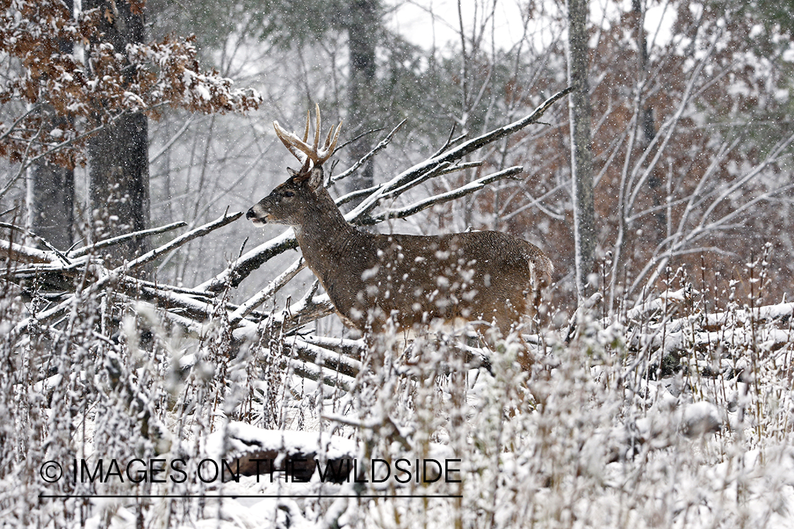 White-tailed buck in winter habitat.