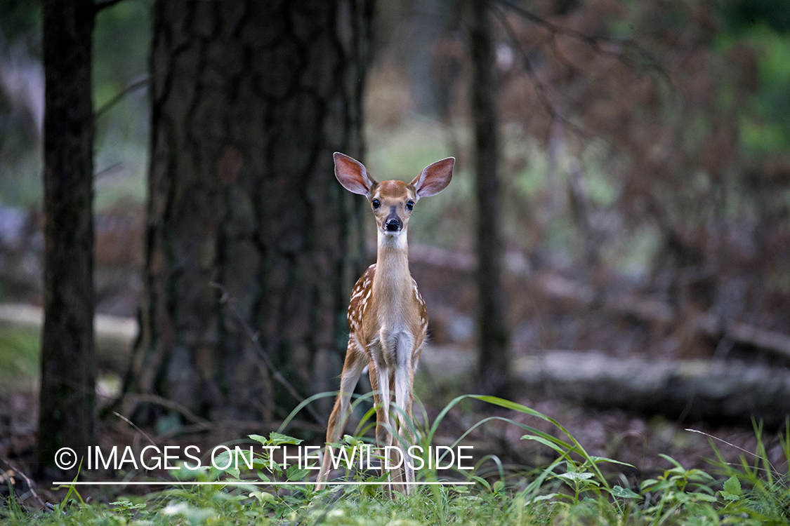 White-tailed fawn in habitat.