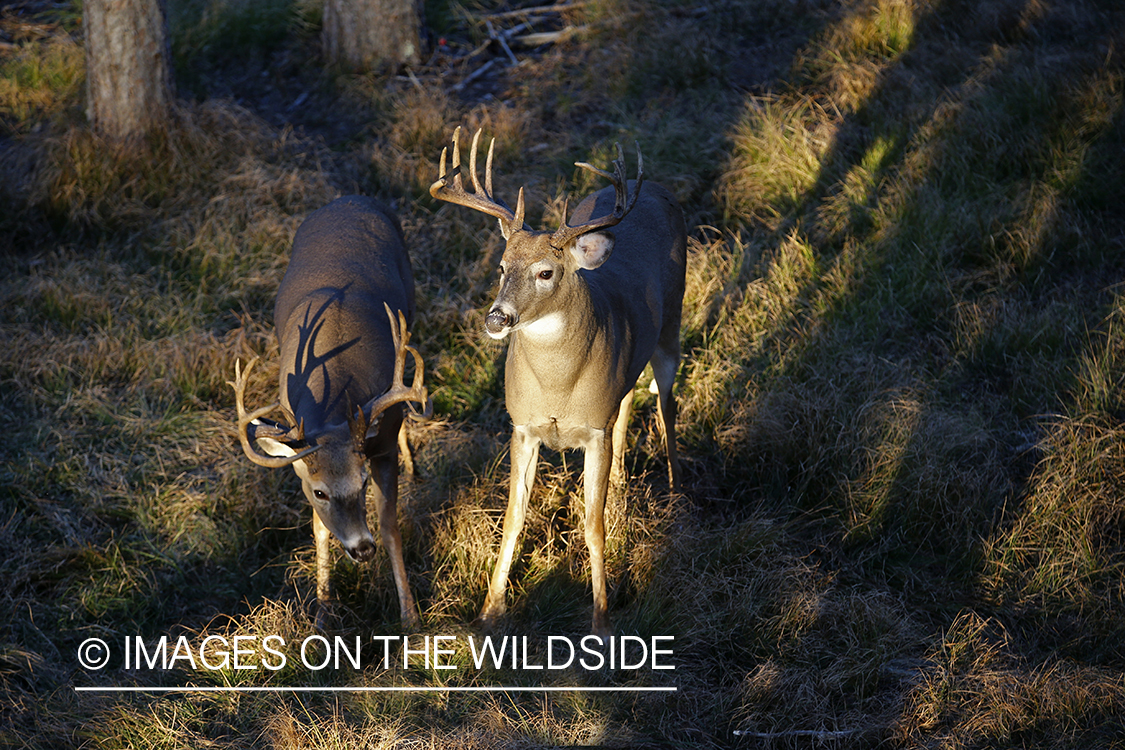 White-tailed buck photographed from tree stand.