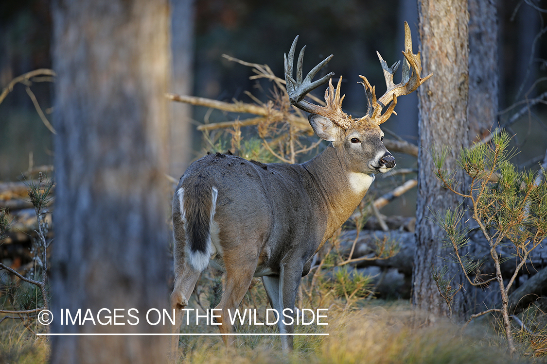 White-tailed buck in the Rut in habitat.