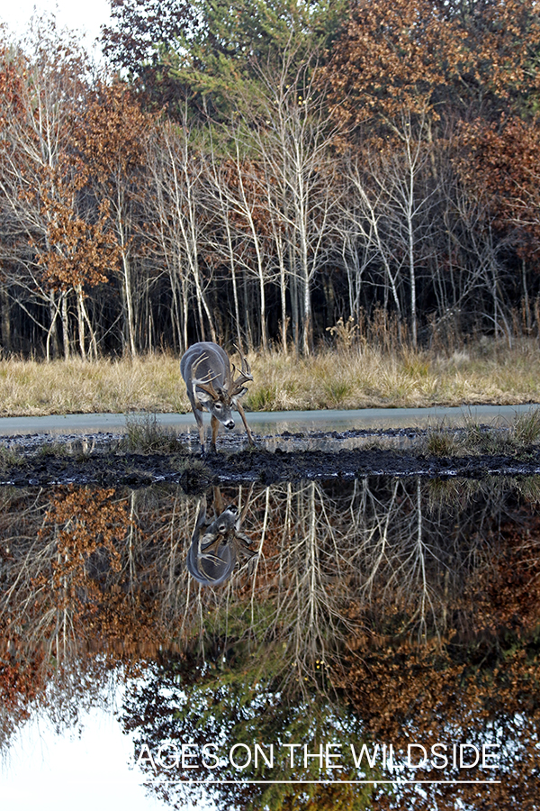 White-tailed buck with reflection in water.