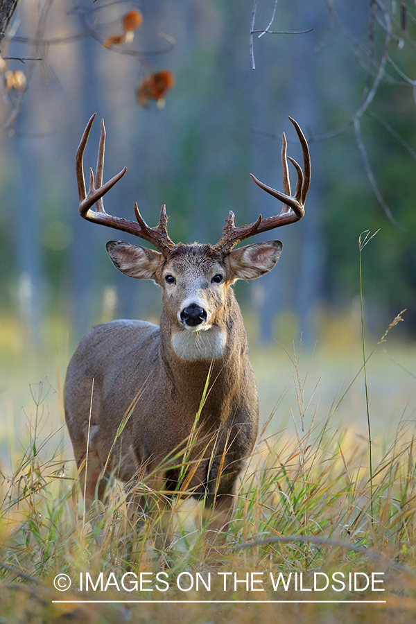 White-tailed buck in habitat.