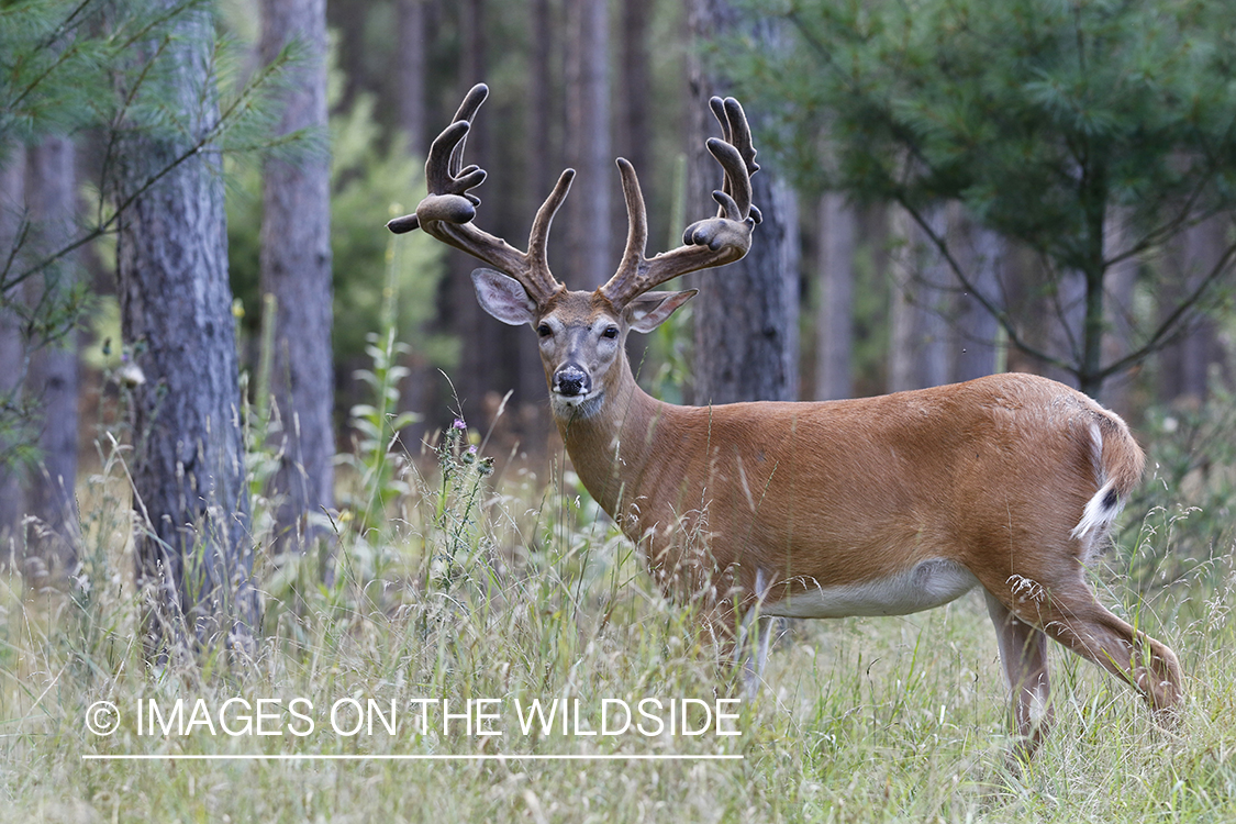 White-tailed buck in velvet.