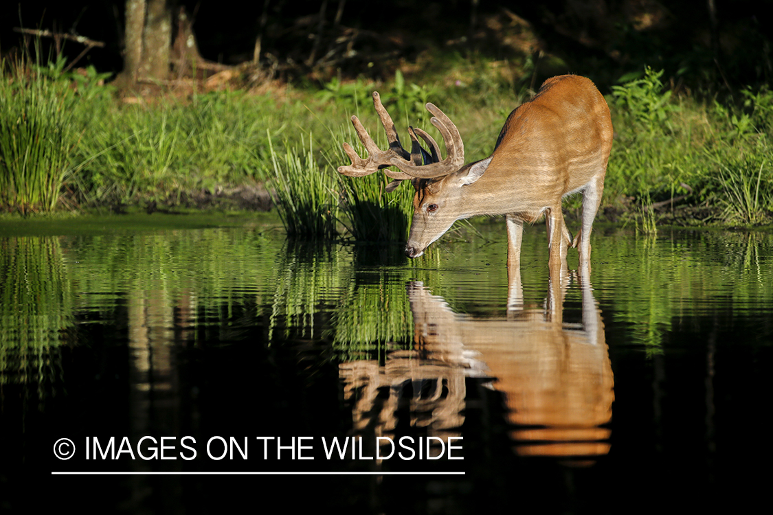 White-tailed deer in velvet next to water. 