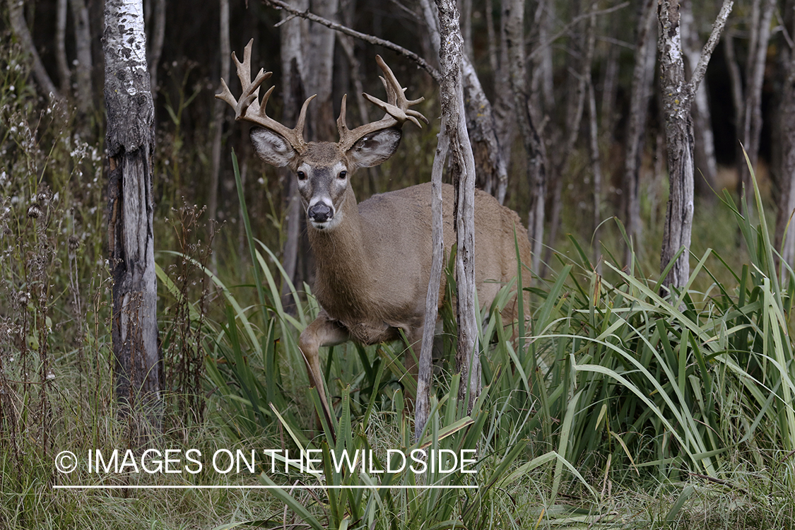 White-tailed buck in field.