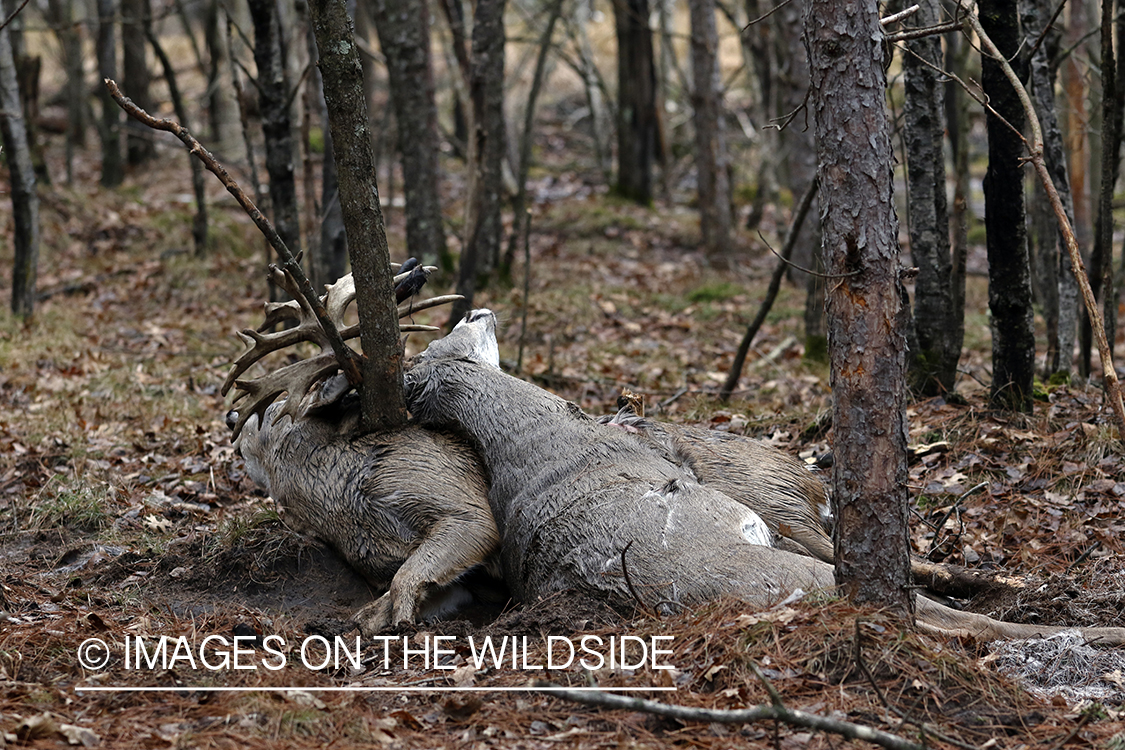 White-tailed deer bucks died fighting with locked antlers.