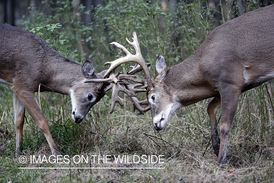 White-tailed bucks fighting.