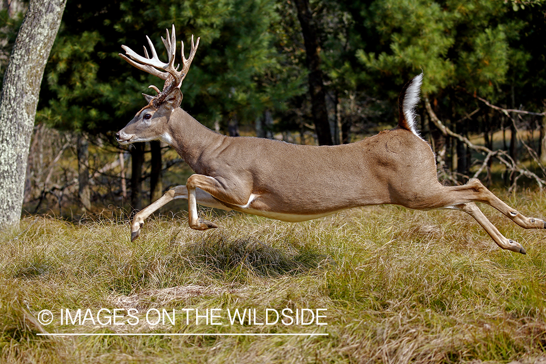 White-tailed buck in the rut.