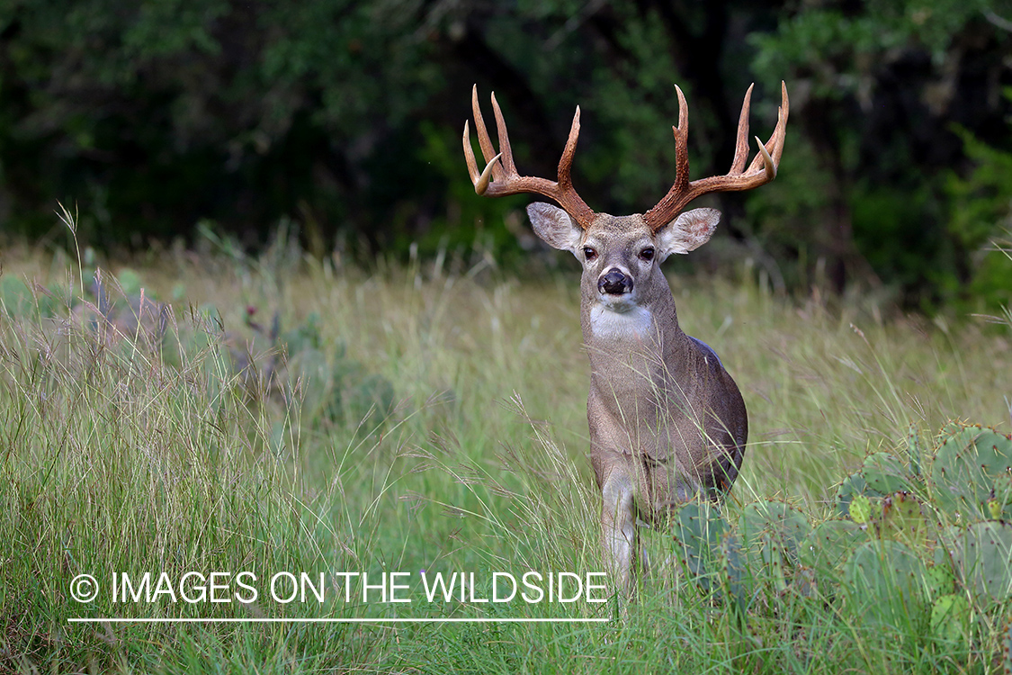 White-tailed buck in the rut.