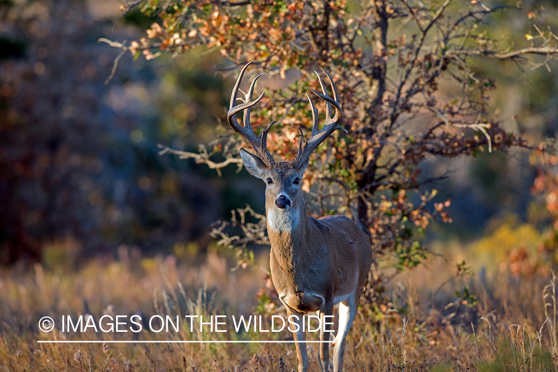 White-tailed buck in field.